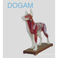 Dog Acunpuncture Model